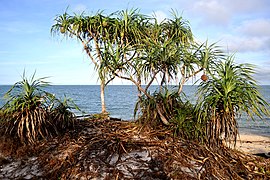 Pandanus odorifer, ordre des Pandanales