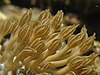 brown cerata looks like closed polyps