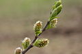 Salix myrsinifolia, weibliche Kätzchen