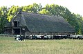 Herde bei der Rückkehr in den Stall in Wilsede