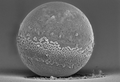 microscope image