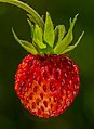 24 Walderdbeere Frucht-20210617-RM-124006 uploaded by Ermell, nominated by Ermell,  28,  0,  0