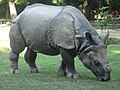 Panzernashorn (Rhinoceros unicornis)