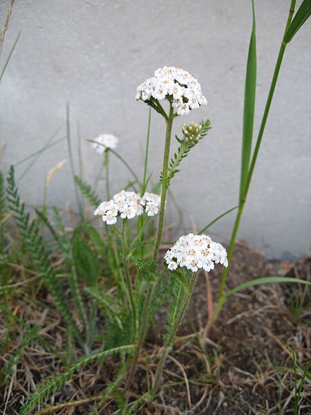 File:Achillea millefolium ryllik2.jpg