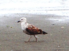 Birds in Puerto Montt coast 6.JPG