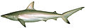 Carcharhinus tilstoni