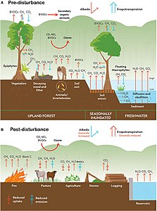 Climate change disturbances of rainforests.[107]