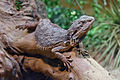 Image 11Eastern bearded dragon