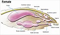 Image 5The female genitalia of Lepidoptera (from Insect reproductive system)