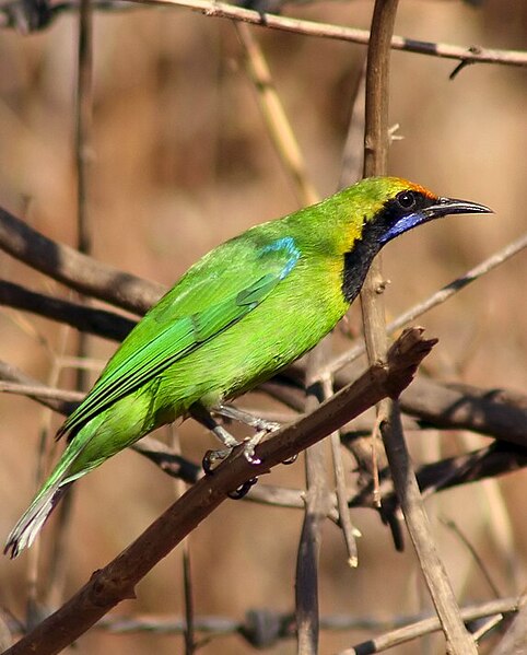 File:Golden Fronted Leafbird Mukulhinge.jpg