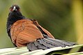 Greater Coucal, karkala, India