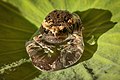 41 Juvenile Kaloula in a drop of water on a Sacred lotus leaf uploaded by Basile Morin, nominated by Basile Morin,  13,  0,  0