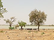 Madarounfa-See