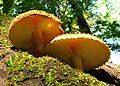 Leucopholiota decorosa