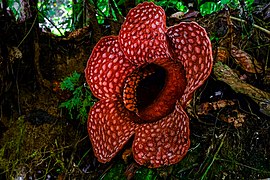 Rafflesia Gadutensis.jpg