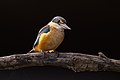 110 Sacred Kingfisher- Sydney Olympic Park uploaded by JJ Harrison, nominated by Iifar,  24,  0,  0