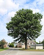 Arbre remarquable au centre du village.