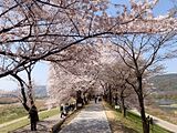 淀川河川公園（背割堤地区）の桜並木