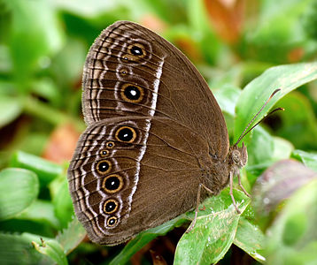 Mycalesis perseus (Dingy Bushbrown)