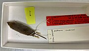 Gray shrew specimen