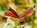 Libellule rouge avec deux paires d'élytres de même couleur