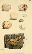 Beitrag zur fauna Centralpolynesiens. Ornithologie der Viti-, Samoa- und Tonga-inselnPl14.jpg