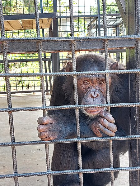 File:Bonobo dans La réserve scientifique de la Luo.jpg