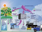 Le CO2 dans un écosystème.