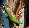 Image 37Gold dust day gecko