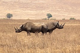 Rhinos (22441049399).jpg