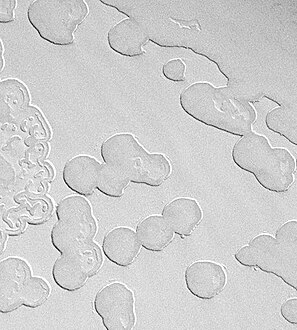 Strates dans un terrain en forme de gruyère : une couche supérieure brillante et une couche inférieure plus sombre sont visibles.