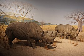 Milwaukee Public Museum February 2023 30 (Africa--Eastern Africa--Savanna Bush, black rhinoceros).jpg