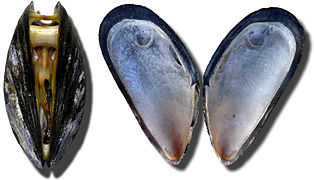 Mytilus edulis (Mytilida).