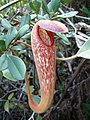 Nepenthes klossii