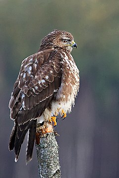 Oiseau rondouillard vu de profil posé sur un piquet en bois. Petite tête avec bec crochu, dos brun foncé et ventre clair.