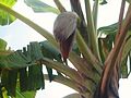 Banana tree