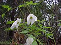 対生する2回3出複葉の葉が見える C. columbiana var. columbiana