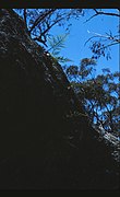 Davallia pyxidata on boulder Girraween National Park Wyberba Queensland 1980s IMG 0056 (2).jpg