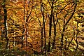 English: Autumnal European beeches on the Loiblpass Road next to the Sapotnica Deutsch: Herbstliche Rotbuchen an der Loiblpass Straße nahe der Sapotnica