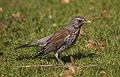 Fieldfare