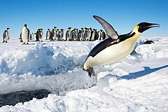 #2; An Emperor Penguin (Aptenodytes forsteri) in Antarctica jumping out of the water. Attribution: Christopher Michel (CC BY 2.0)