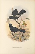 Pomarea ugiensis - The Birds of New Guinea.jpg