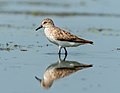 70 Semipalmated sandpiper at JBWR (30545) uploaded by Rhododendrites, nominated by Rhododendrites,  12,  0,  0