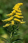 Solidage géant (Solidago gigantea) ; répandu partout.