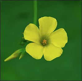 Oxalis pes-caprae