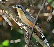 Cuclillo de antifaz (Coccyzus minor), se aloja en el país de diciembre a junio. Se le encuentra en la vertiente del Pacífico, golfo Dulce y el Caribe noroeste. Fotografiado en Manuel Antonio