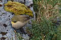 New Zealand rock wren (Xenicus gilviventris)