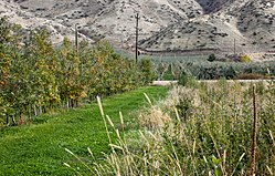 An apple orchard in the Orondo area.