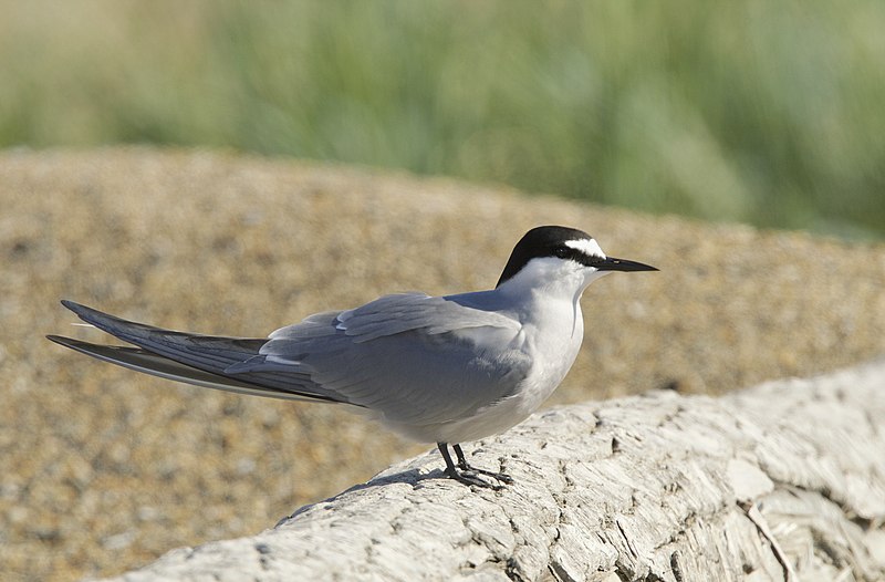 File:Aleutian Tern (Onychoprion aleuticus) (27338243973).jpg