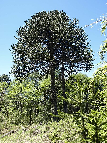 File:Araucaria araucana by Scott Zona - 002.jpg